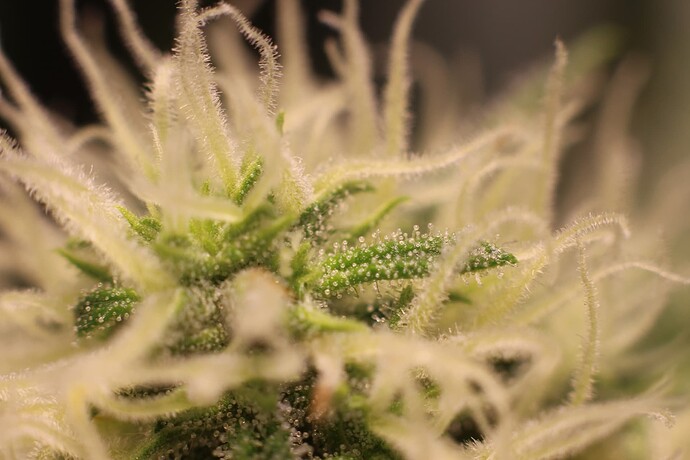 Growreport Bild 7