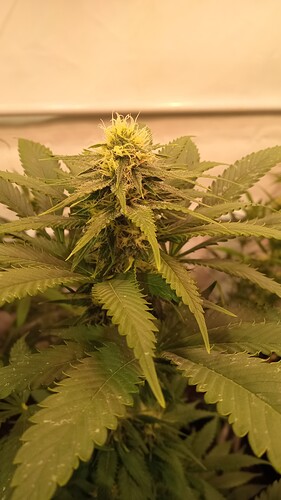 Growreport Bild 12