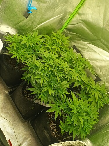 Growreport Bild 9