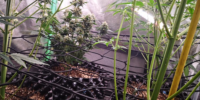 Growreport Bild 28