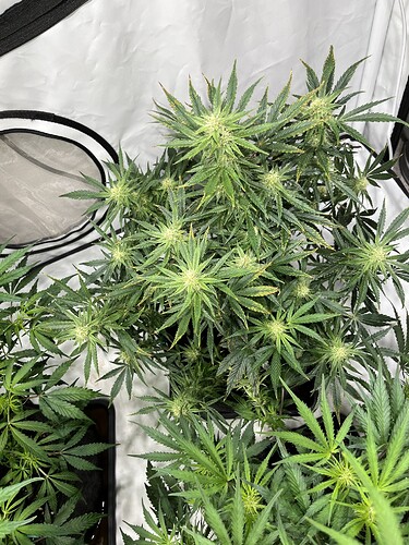 Growreport Bild 6