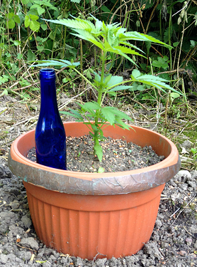Growreport Bild 17
