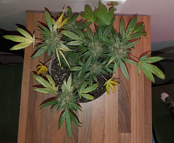 Growreport Bild 2