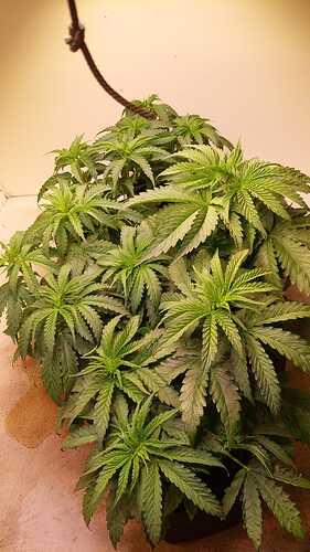 Growreport Bild 1