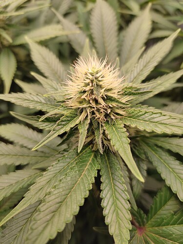 Growreport Bild 4