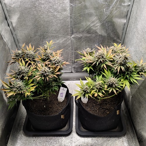 Growreport Bild 31