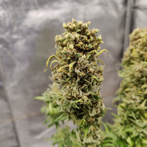 Growreport Bild 22