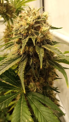 Growreport Bild 25