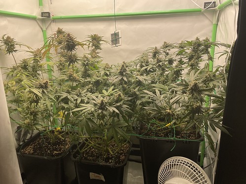 Growreport Bild 17