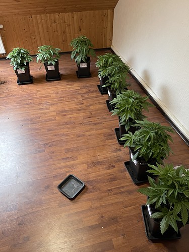 Growreport Bild 39