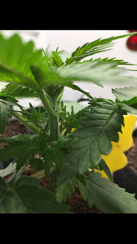 Growreport Bild 23