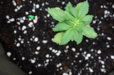 Ein junger Cannabis-Keimling mit mehreren Blättern in dunkler Erde mit weißen Perlitpartikeln.