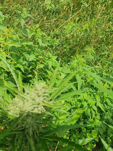 IMG-20230730-WA0007