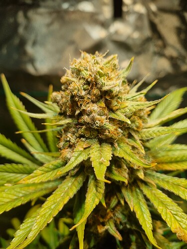 Growreport Bild 4
