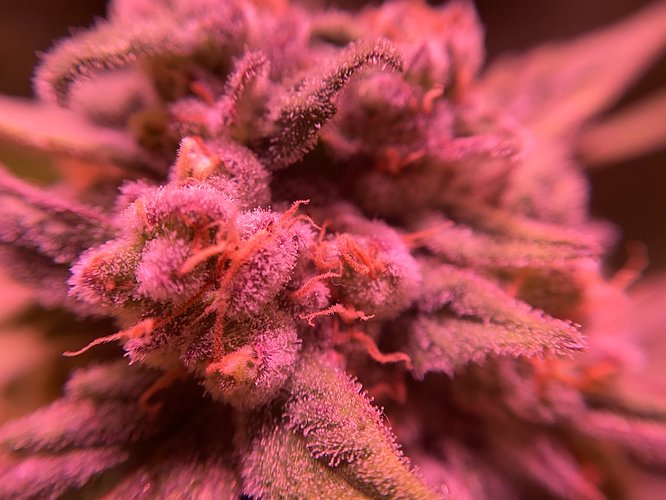 Growreport Bild 17
