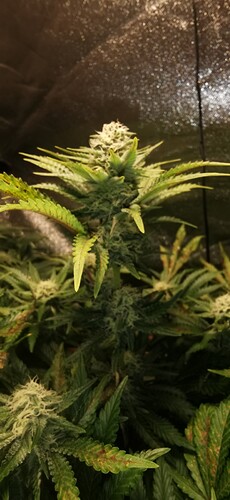 Growreport Bild 31