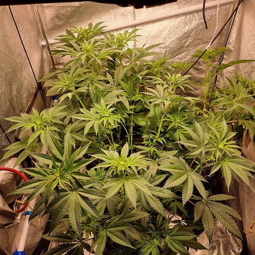 Growreport Bild 2