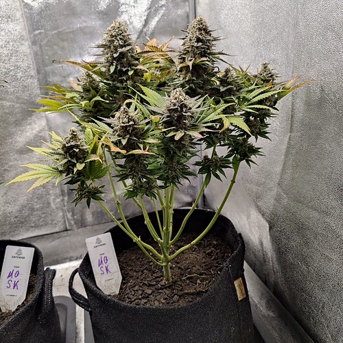 Growreport Bild 19