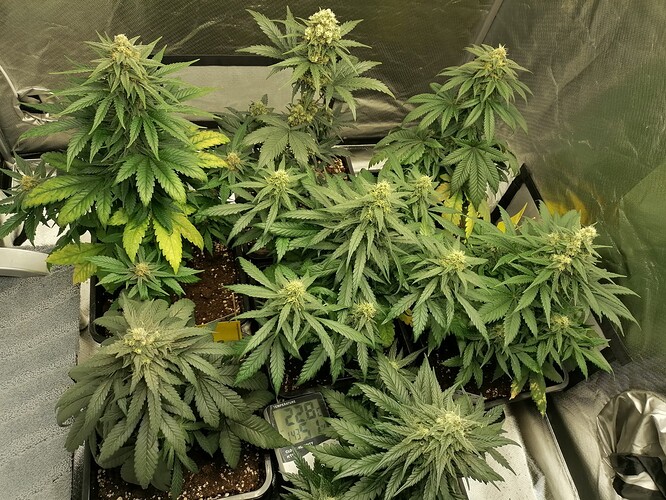 Growreport Bild 2