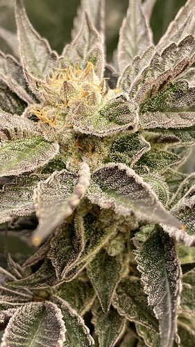 Growreport Bild 31
