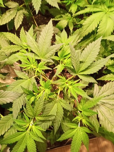 Growreport Bild 2