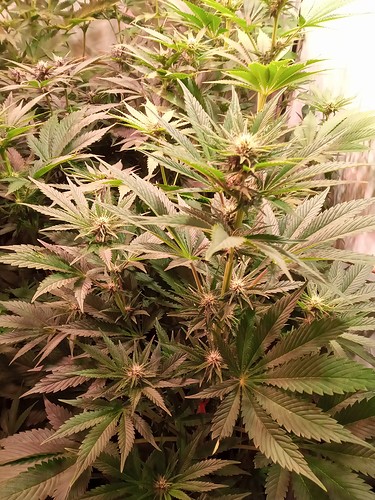 Growreport Bild 34