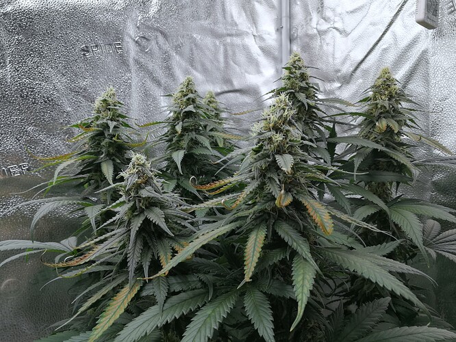Growreport Bild 2