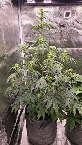 Growreport Bild 4