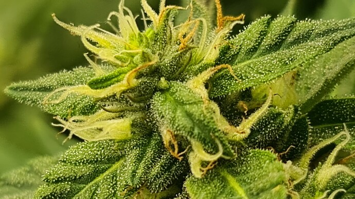 Growreport Bild 8