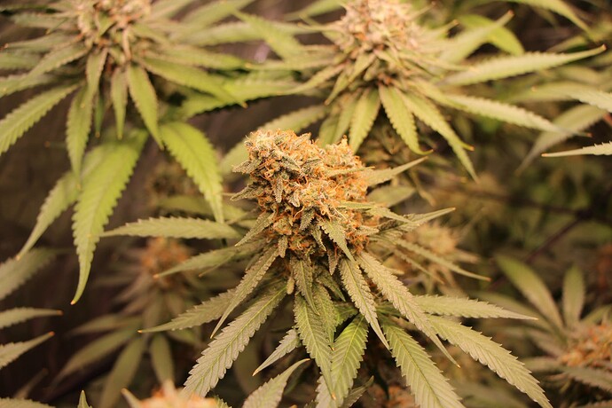 Growreport Bild 47