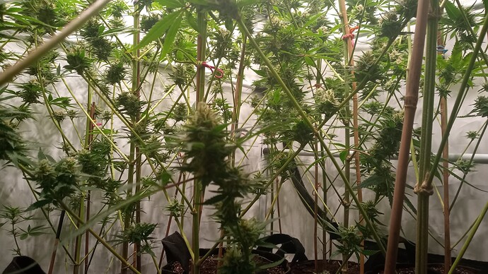Growreport Bild 20