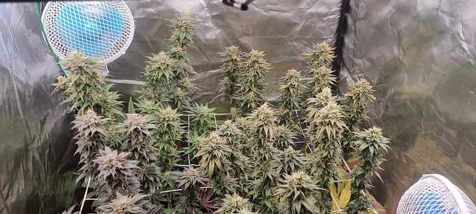 Growreport Bild 34