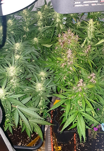 Growreport Bild 3