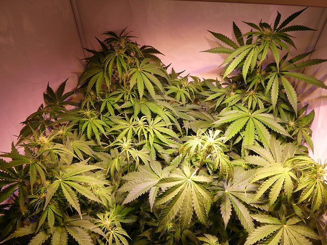 Growreport Bild 2