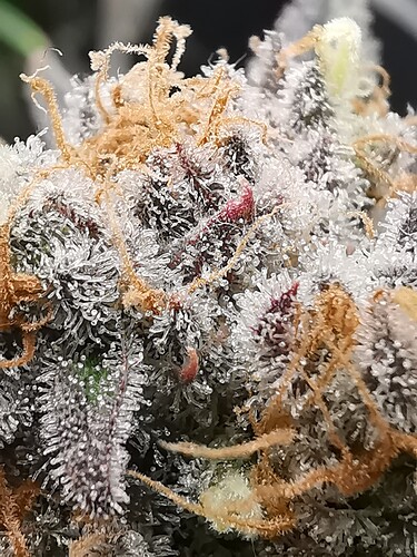 Growreport Bild 9
