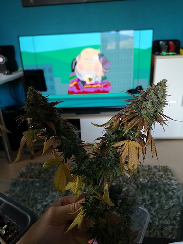 Growreport Bild 7