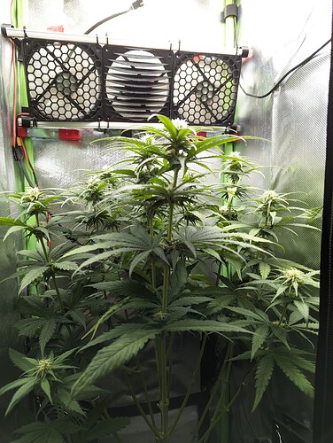 Growreport Bild 1