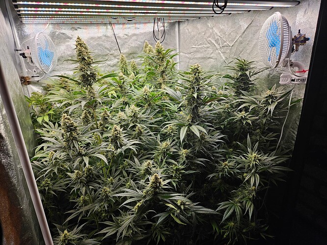 Growreport Bild 35