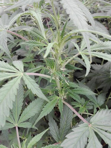 Growreport Bild 1