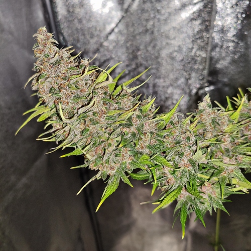 Growreport Bild 23