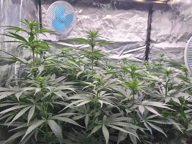 Growreport Bild 39