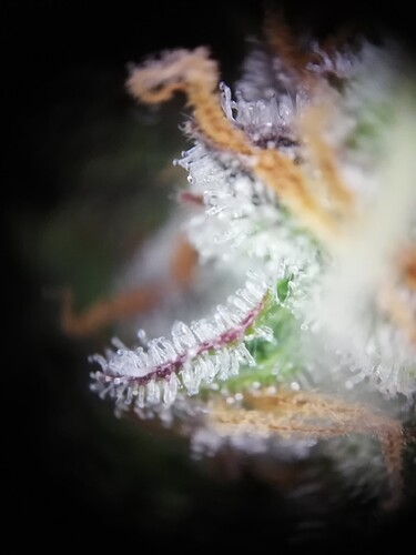 GG#3_240108-4