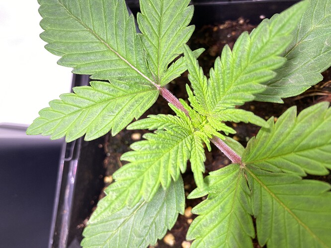 Growreport Bild 26