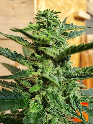 Growreport Bild 10