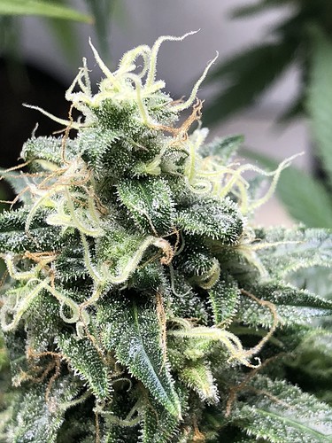 Growreport Bild 16