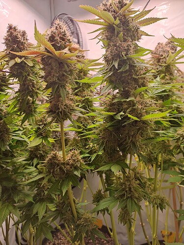 Growreport Bild 7