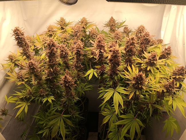 Growreport Bild 3