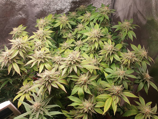 16266268045336214423867531600370