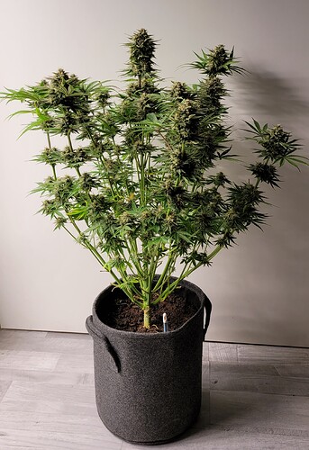 Growreport Bild 4