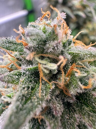 Growreport Bild 19
